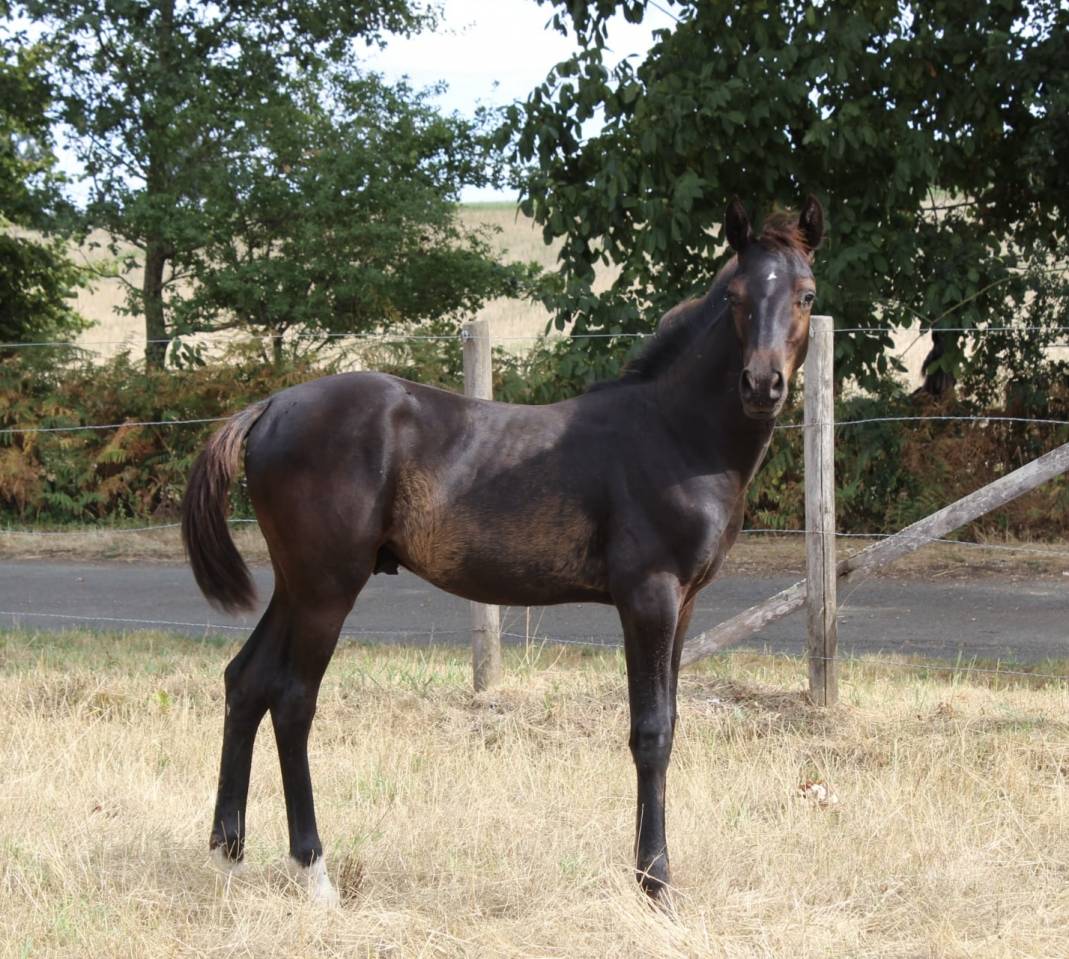 Poulain PFS noir 