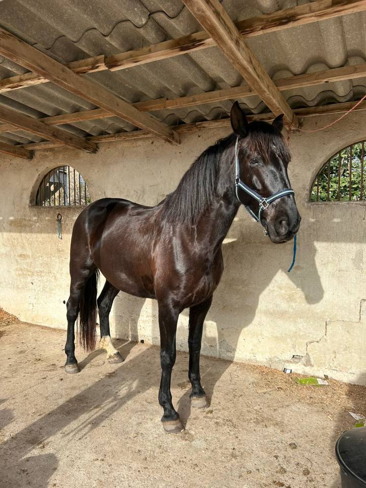 Jument ONC noire &ndash; 8 ans 