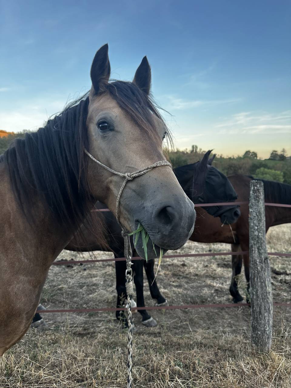 Welsh cob PP 3 ans 3500&euro; TTC 
