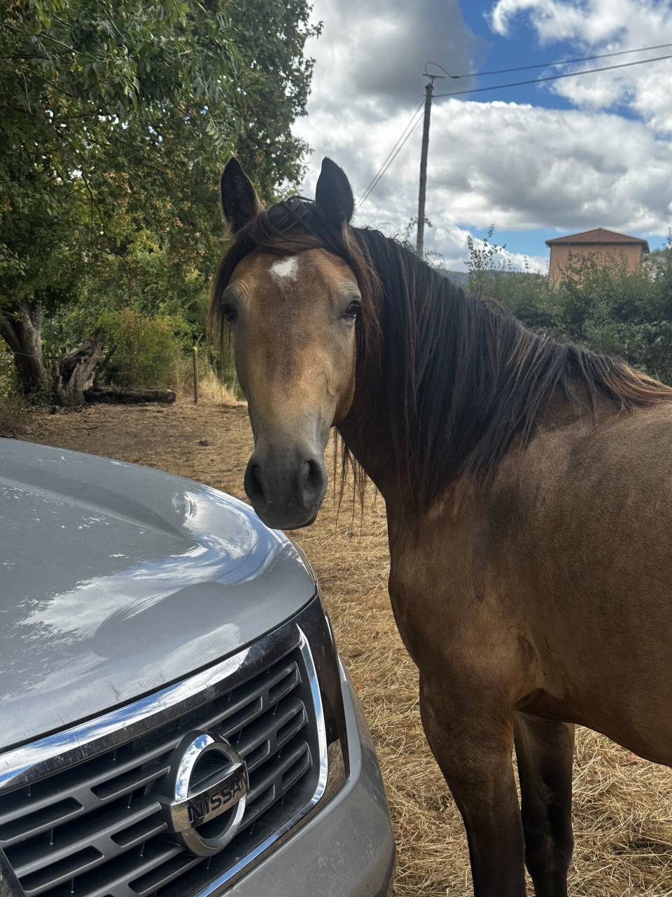Welsh cob PP 3 ans 3500&euro; TTC 