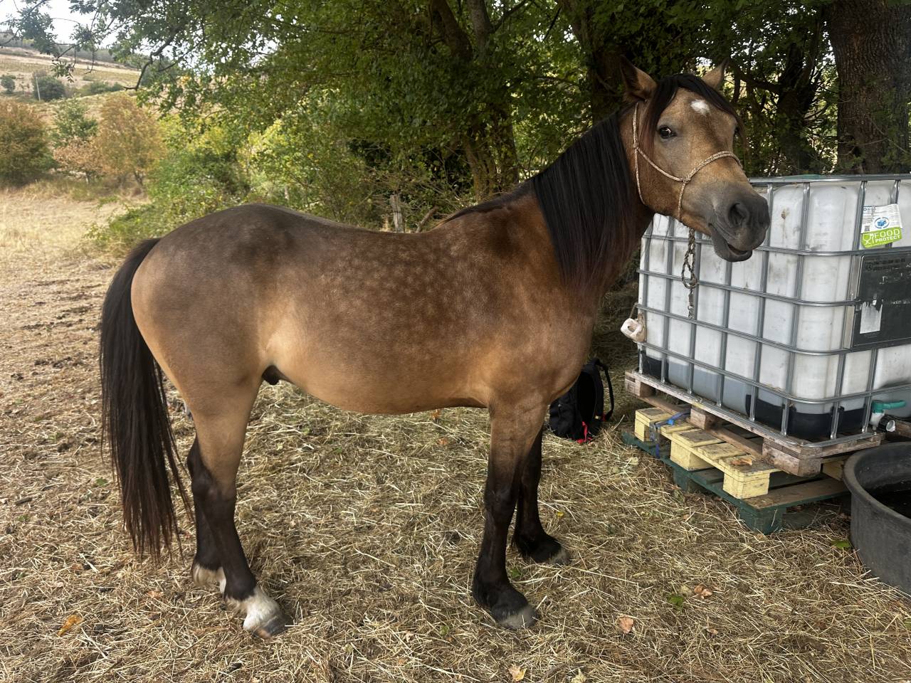 Welsh cob PP 3 ans 3500&euro; TTC 