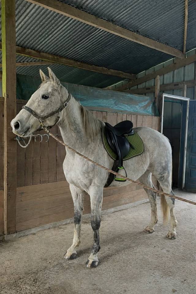 Cheval hongre PS