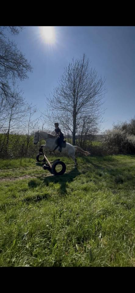 Cheval hongre PS