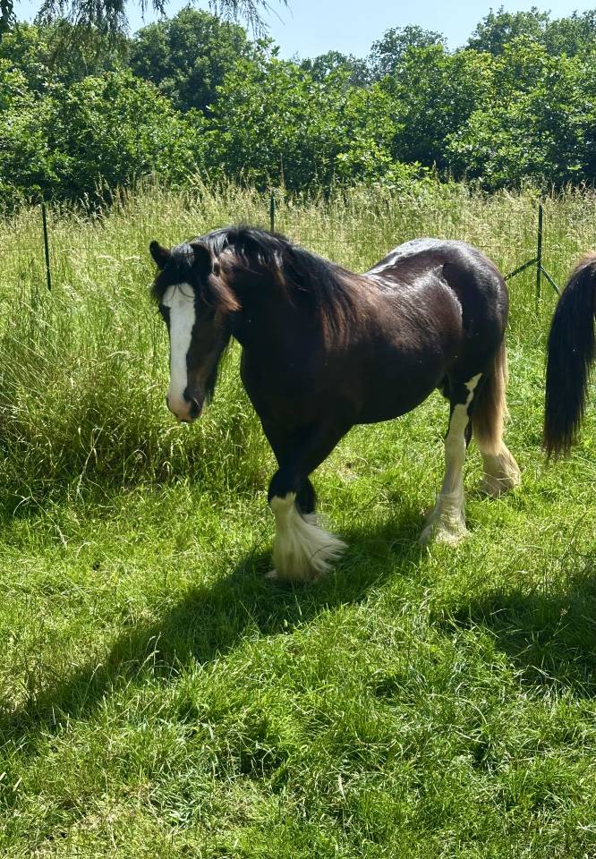 Irish cob jument