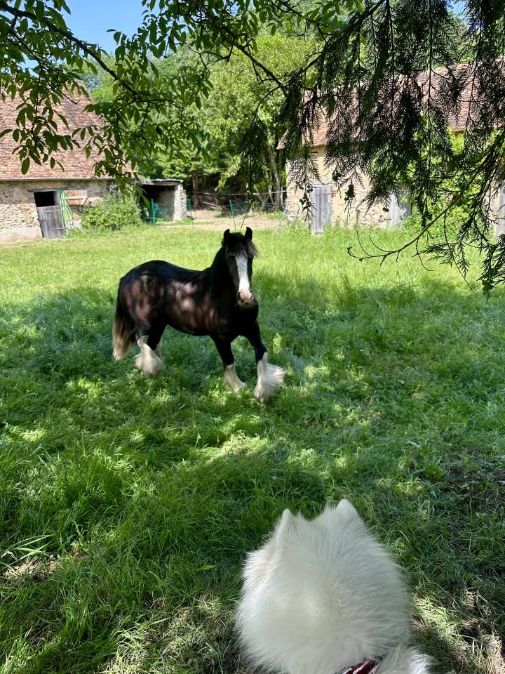 Irish cob jument