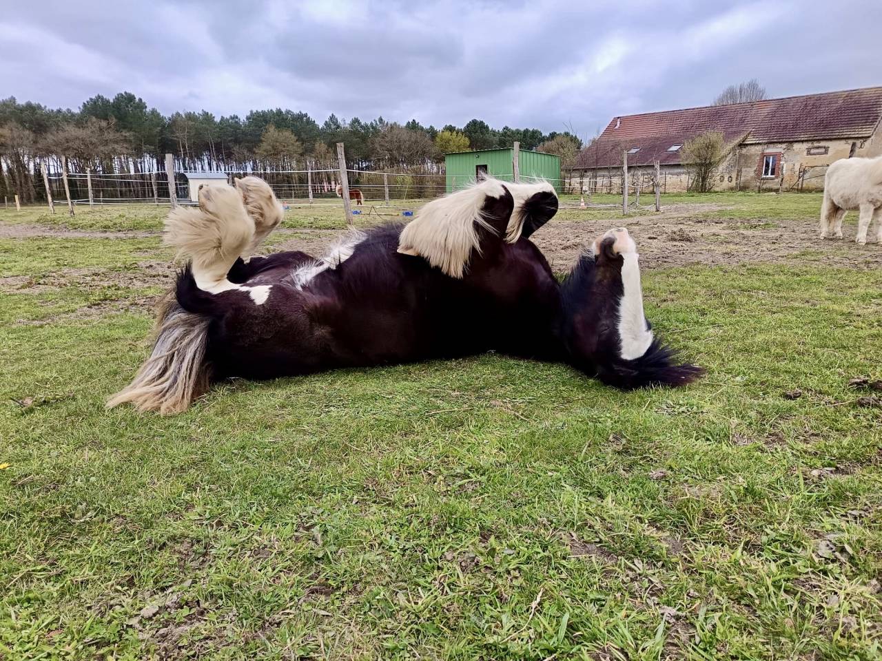 Irish cob jument