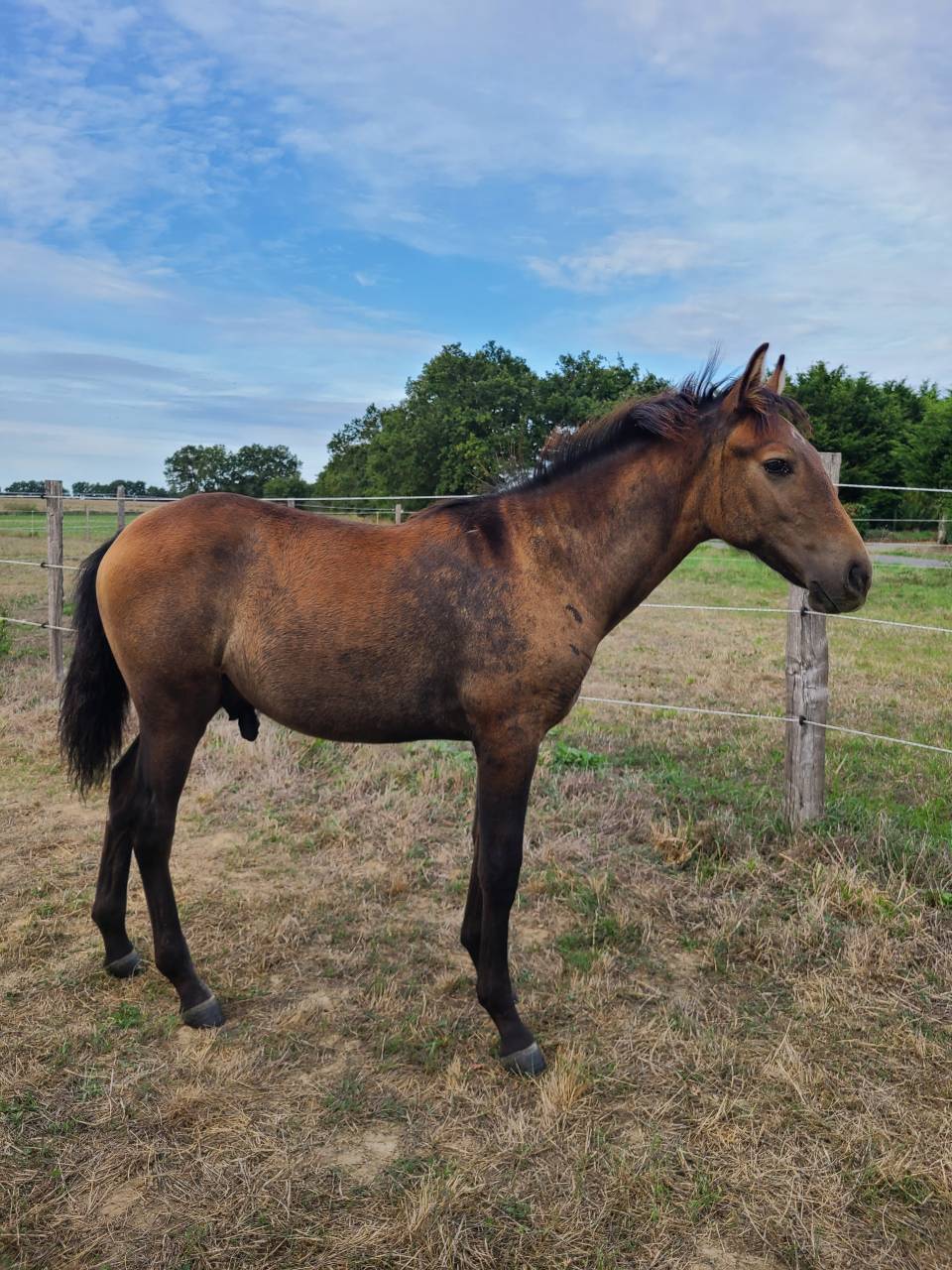 Poulain