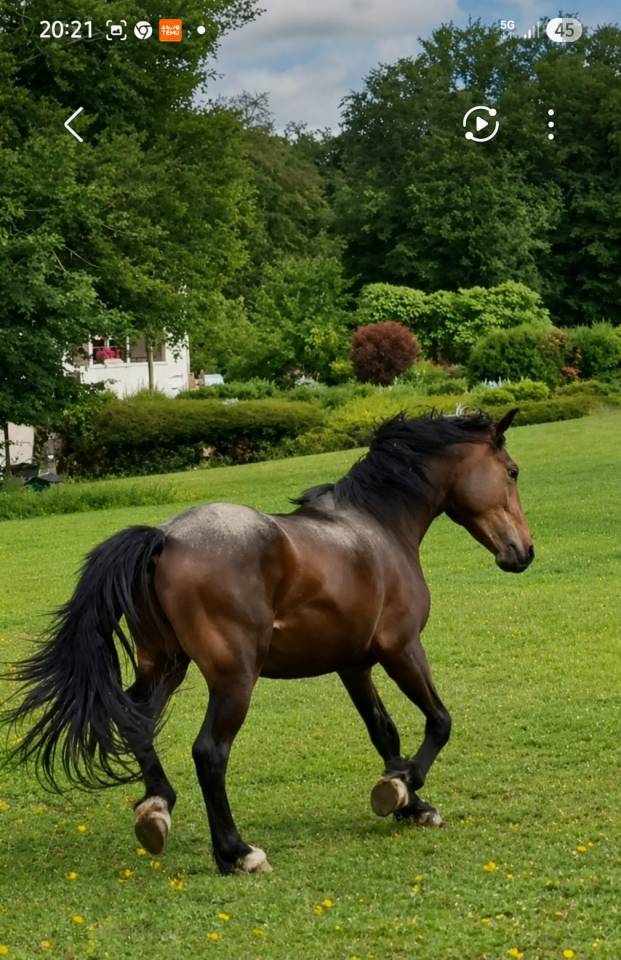 POULAIN Demi-Sang Arabe, 2 ans, entier, cherche nouvell