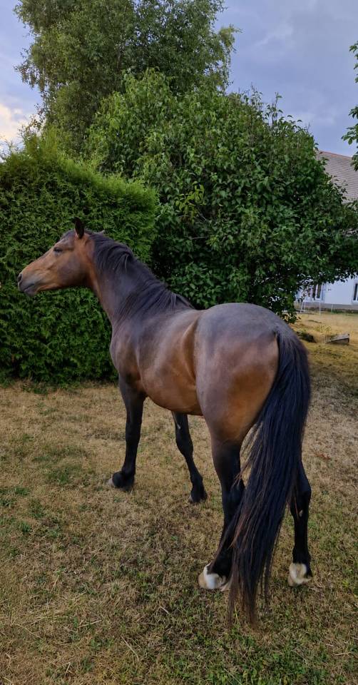 POULAIN Demi-Sang Arabe, 2 ans, entier, cherche nouvell