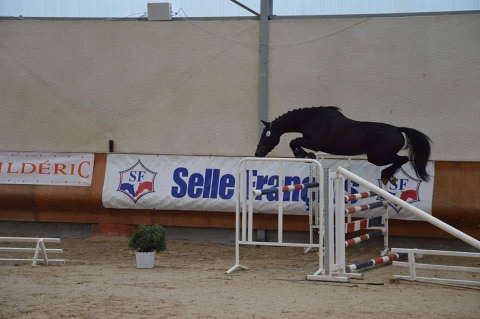 Hongre 158 gagnant cso 110