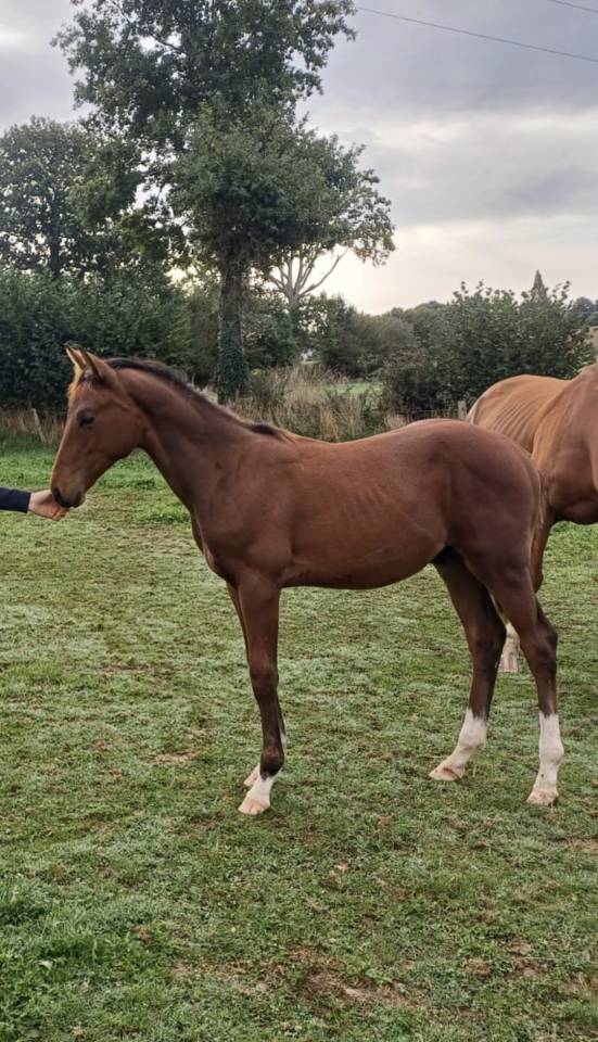 Foal M&acirc;le Top lign&eacute;e 