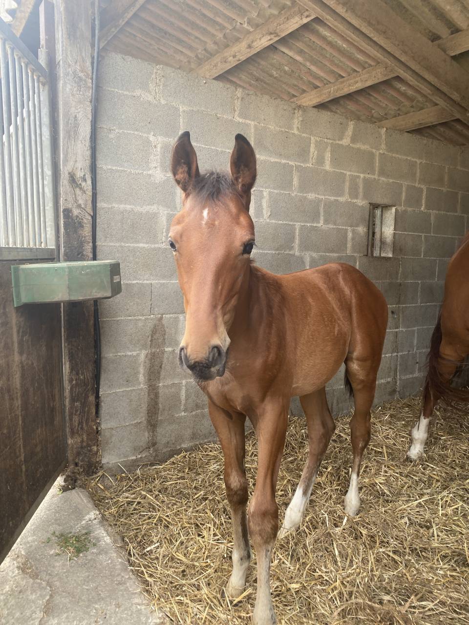Foal M&acirc;le Top lign&eacute;e 
