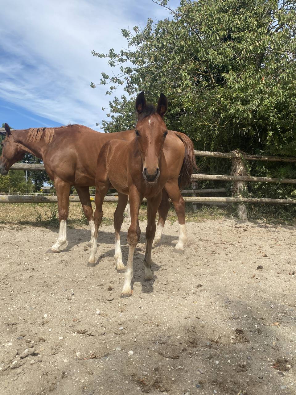 Foal M&acirc;le Top lign&eacute;e 