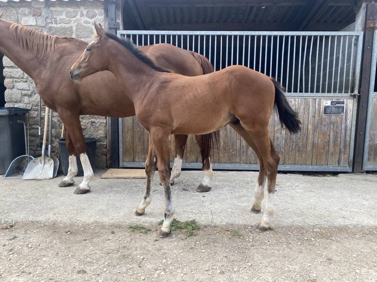 Foal M&acirc;le Top lign&eacute;e 