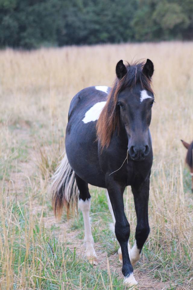 PONEYS 