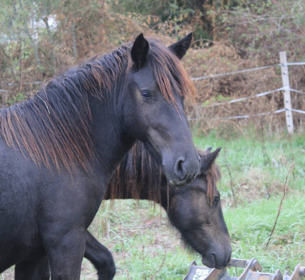 PONEYS 