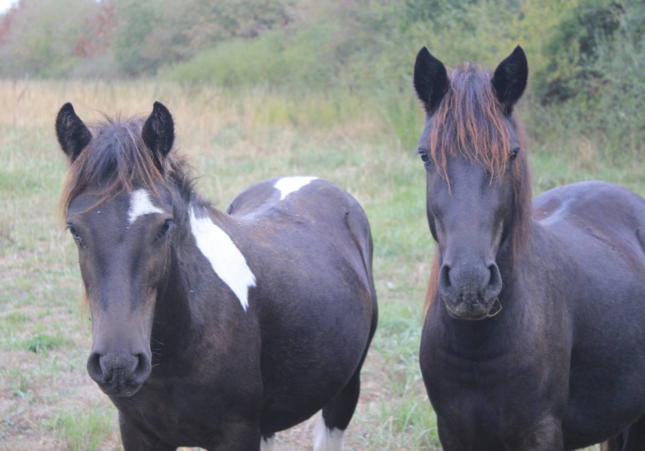PONEYS 