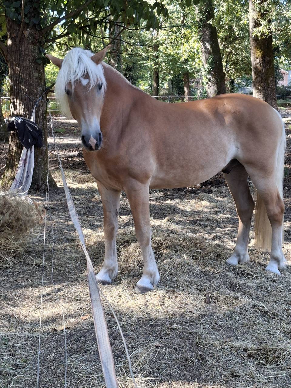 Haflinger 