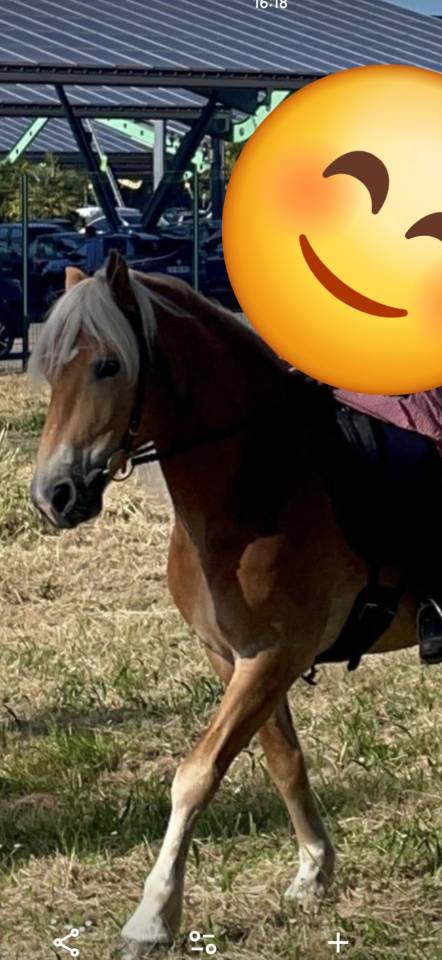 Haflinger 