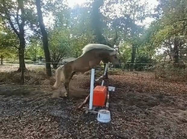 Haflinger 