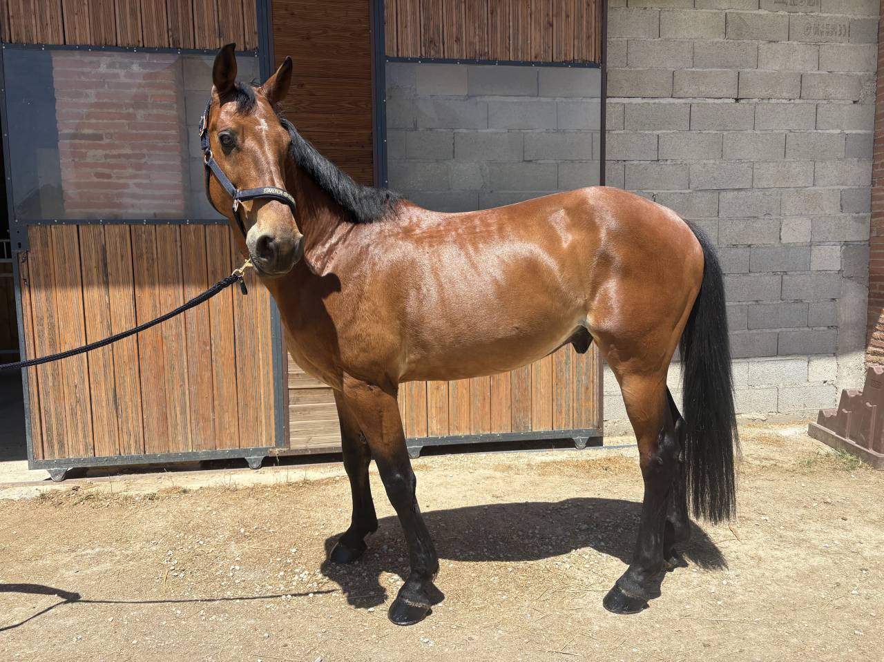 Ethna de Soulac 12 ans