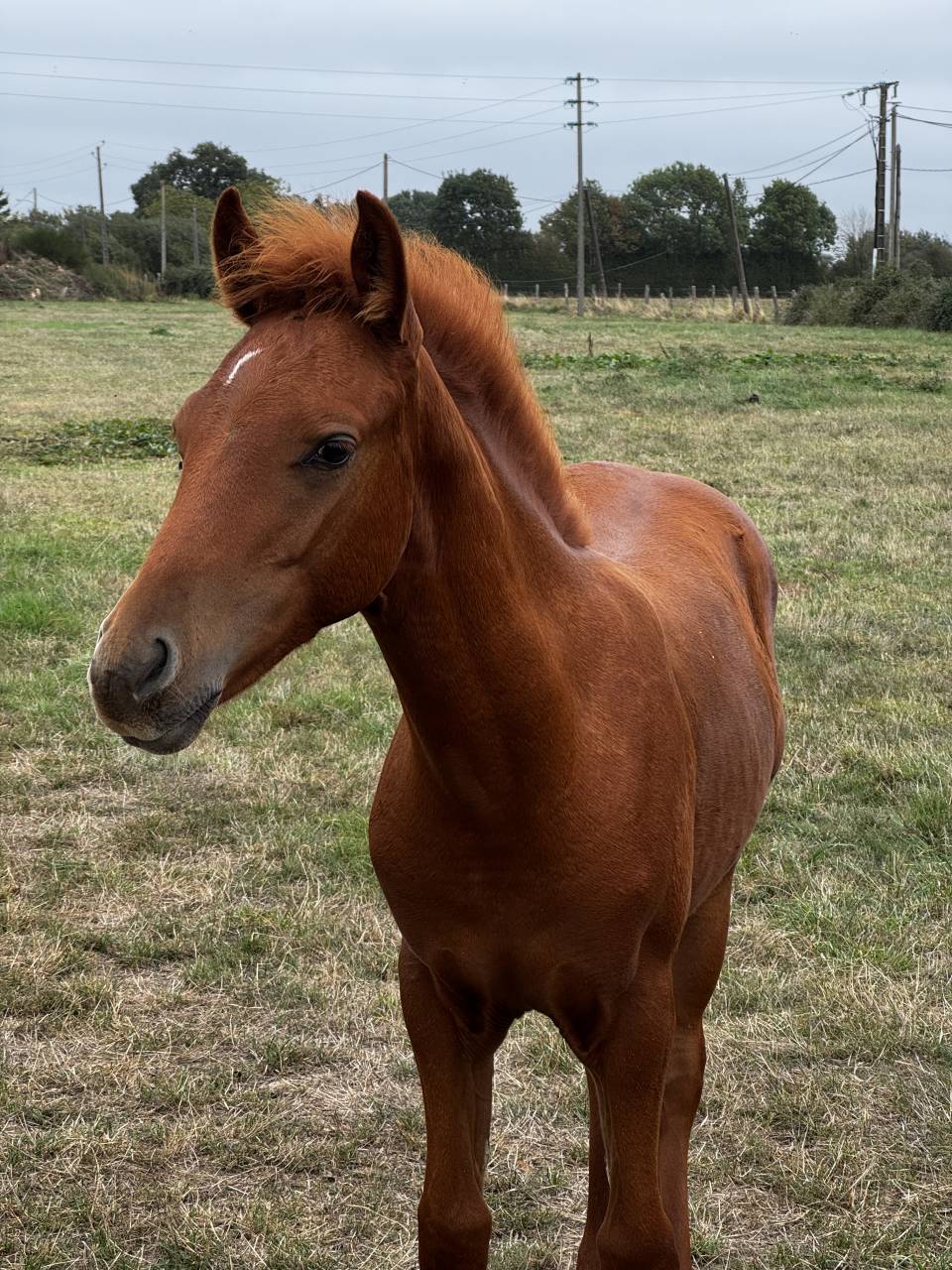 Poulain m&acirc;le PFS