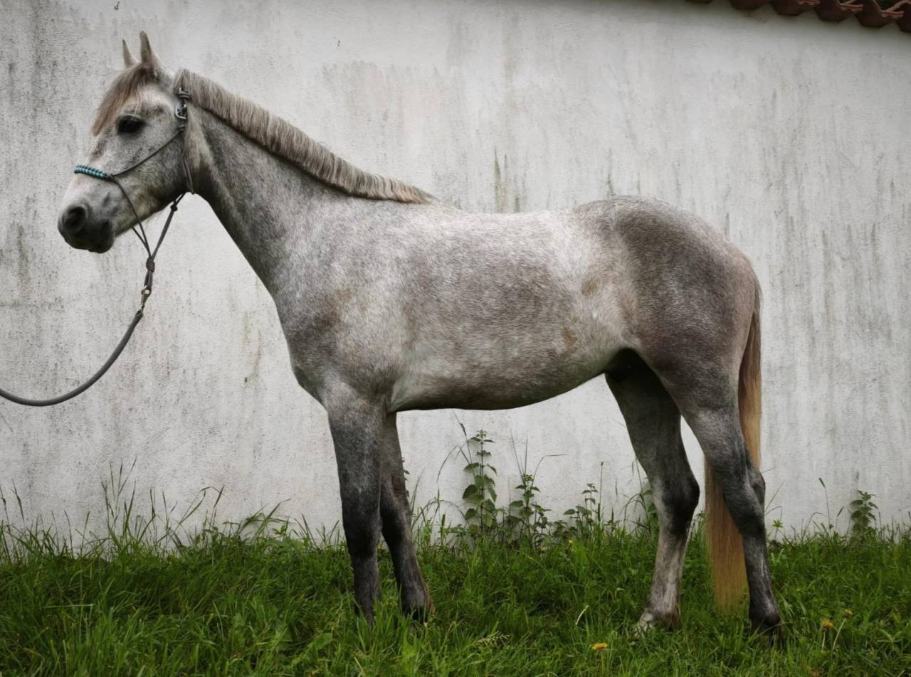 connemara PP 3 ans