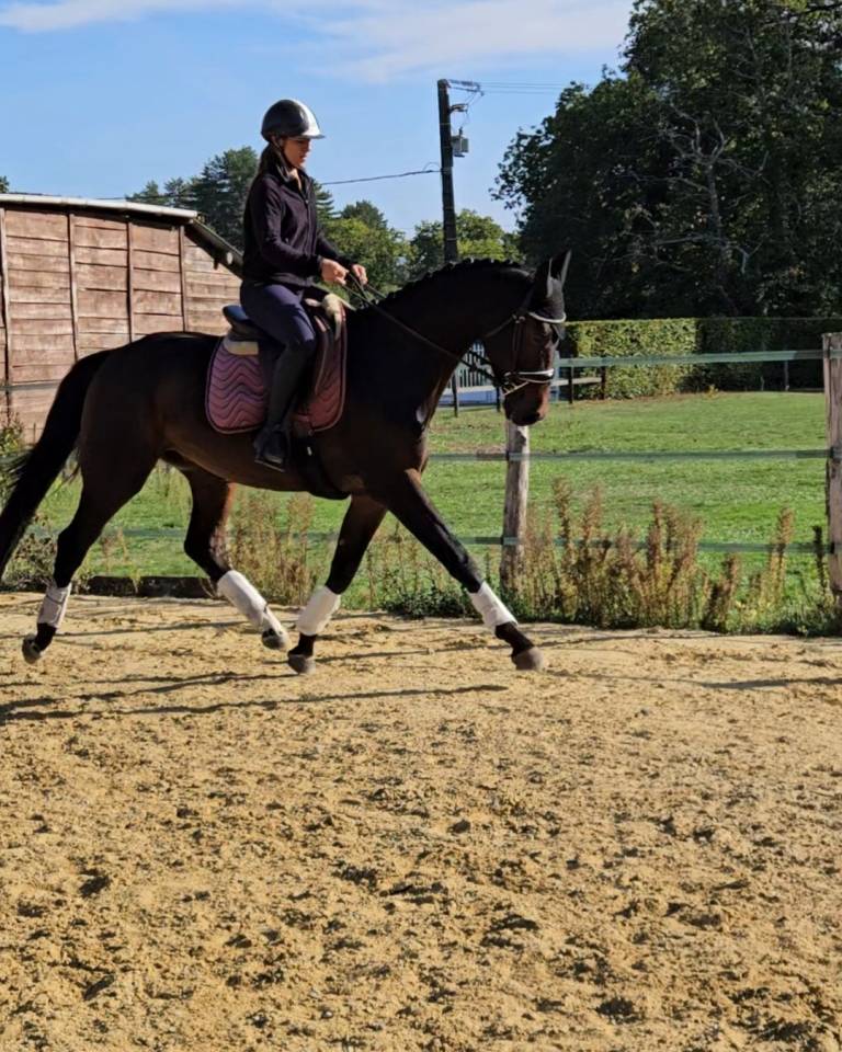 Jeune cheval d'exception de dressage
