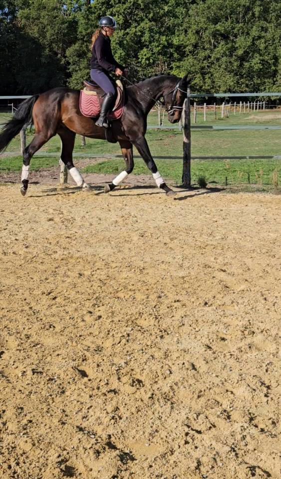 Jeune cheval d'exception de dressage