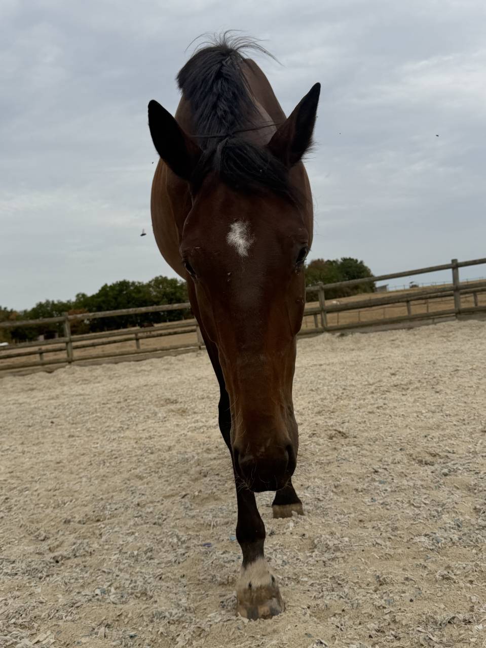 Cheval