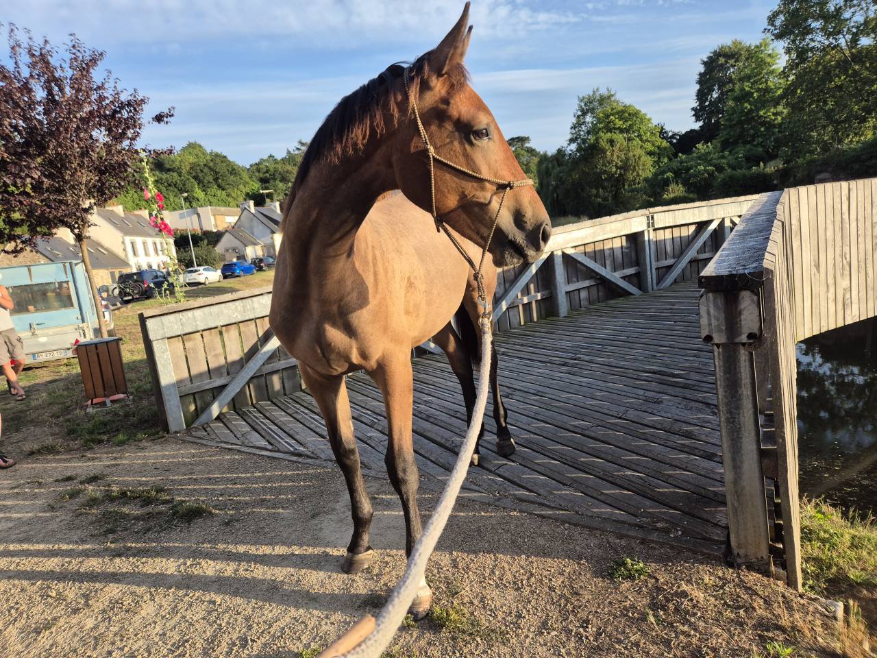 Cheval 1,5 ans SF