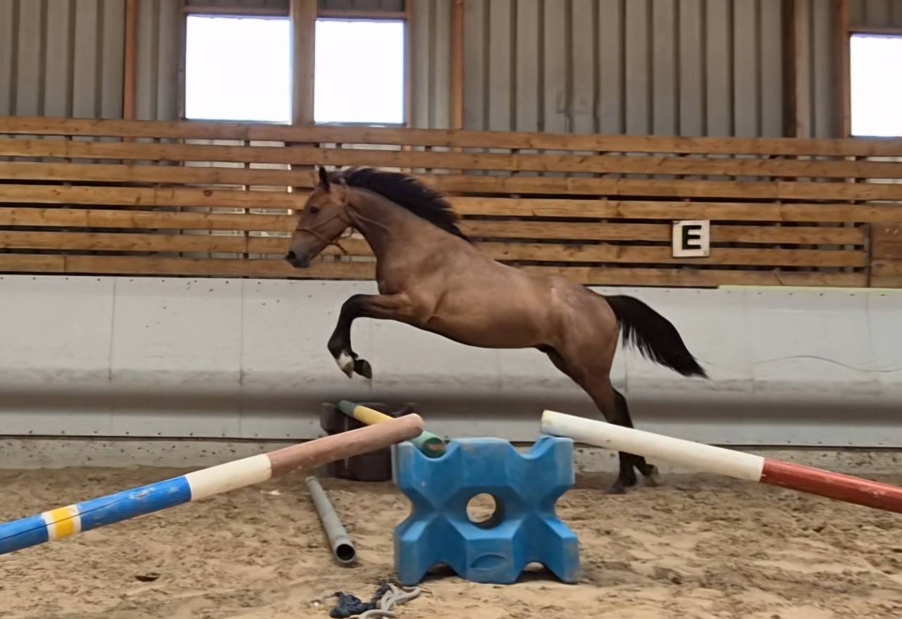 Cheval 1,5 ans SF