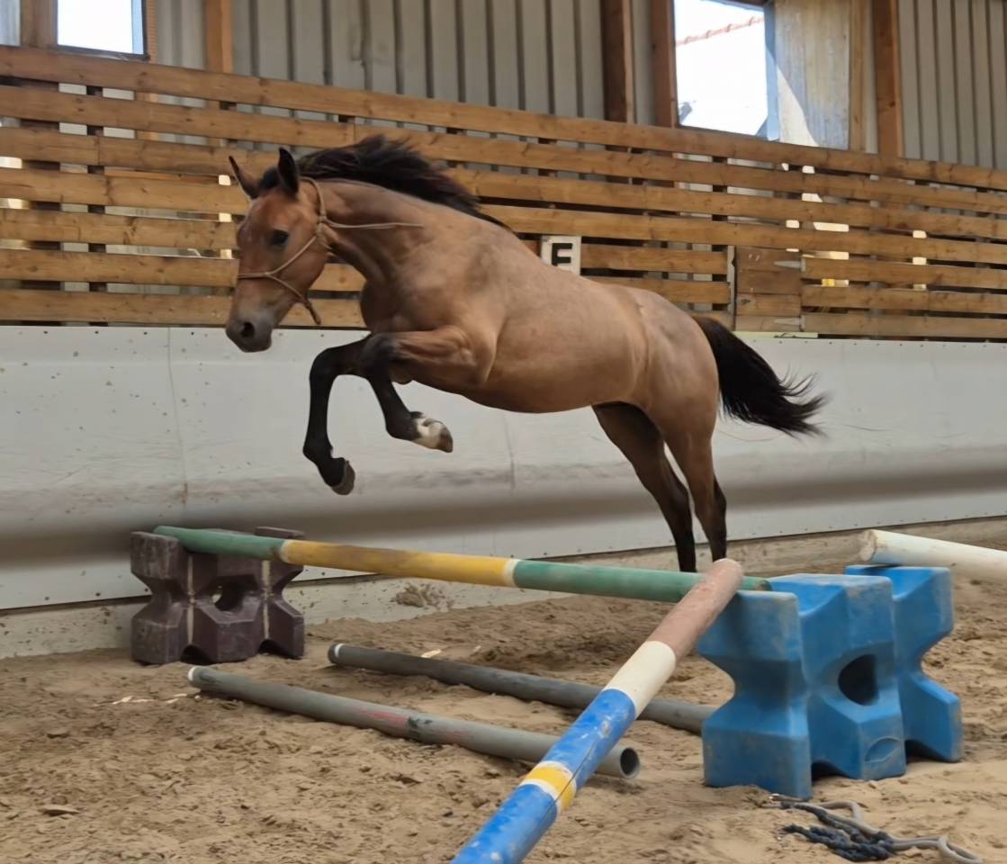 Cheval 1,5 ans SF