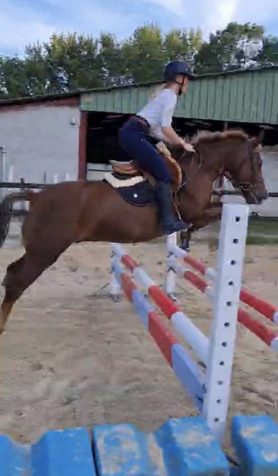 Poney/Cheval 1m49 17ans 