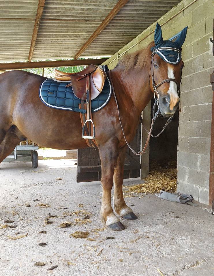 Poney/Cheval 1m49 17ans 