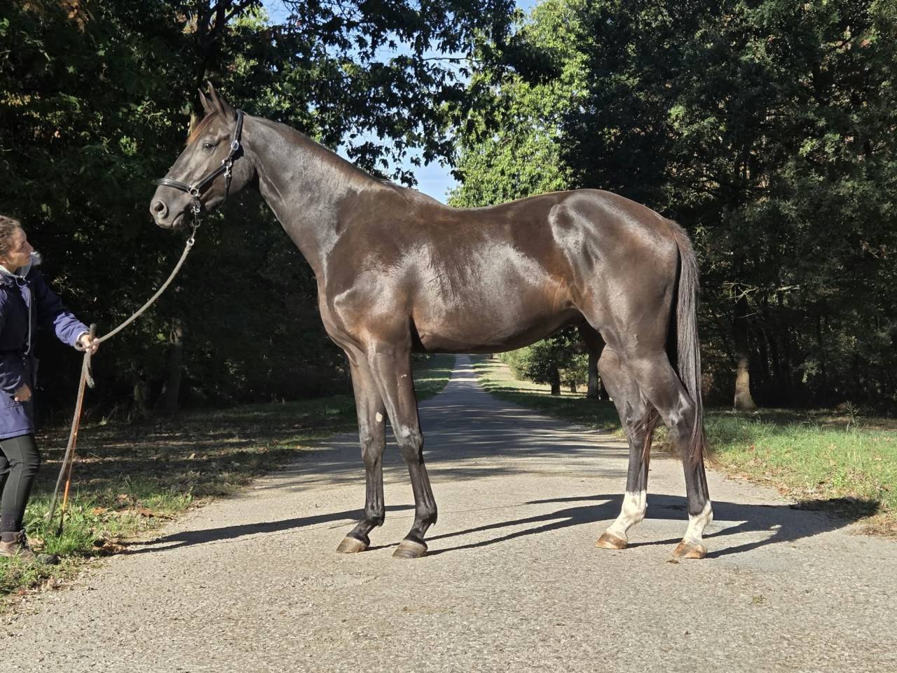 Vends top cheval hongre n&eacute; en 2024 pour CSO