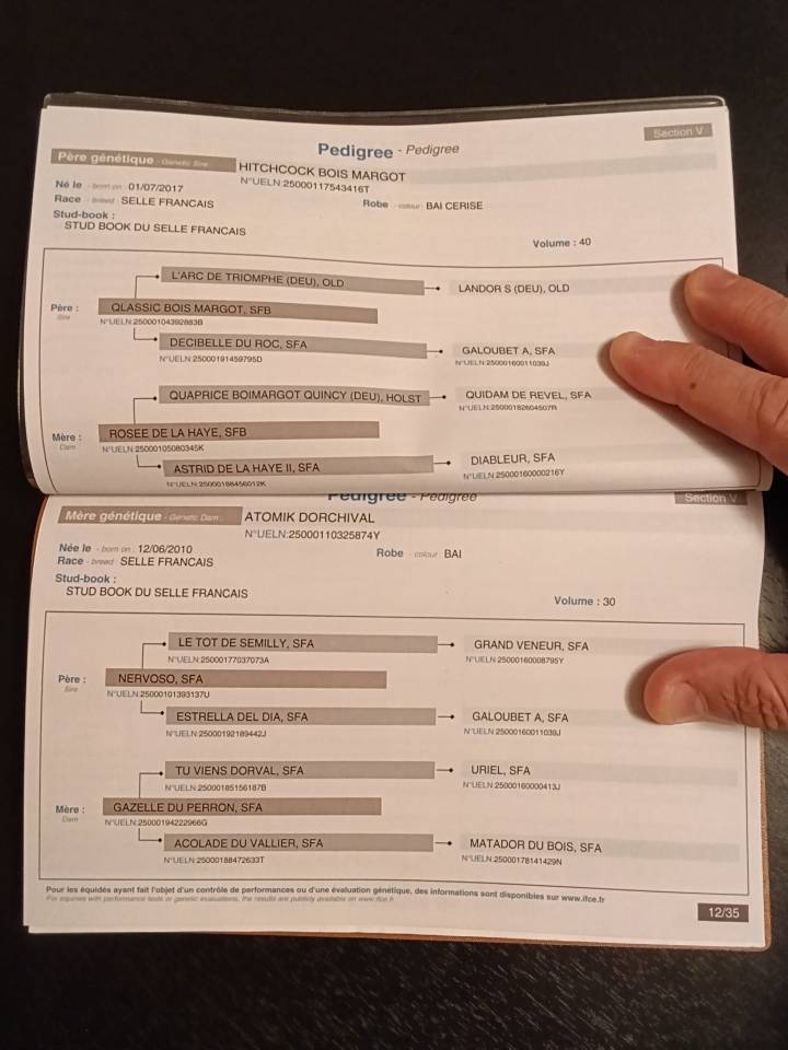 Vends top cheval hongre n&eacute; en 2024 pour CSO