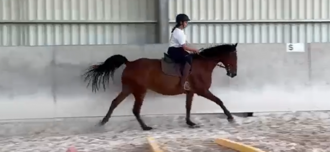 Trotteur Fran&ccedil;ais Hongre de 12 ans