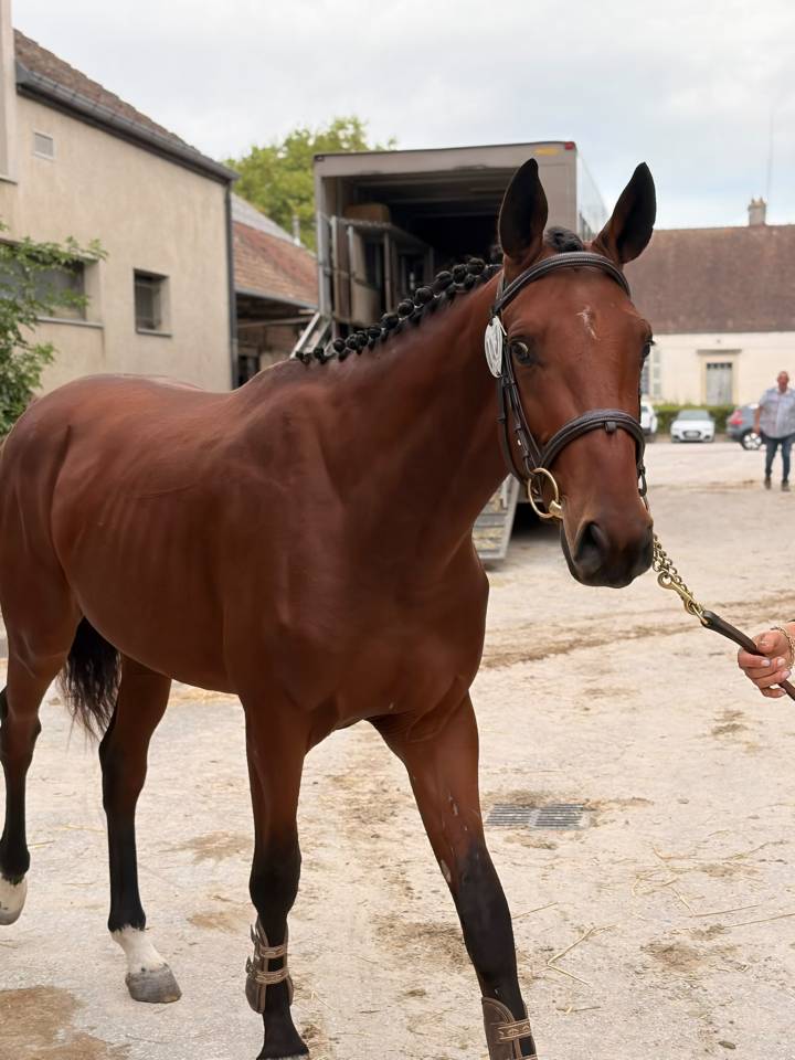 Entier 2 ans Selle Fran&ccedil;ais 