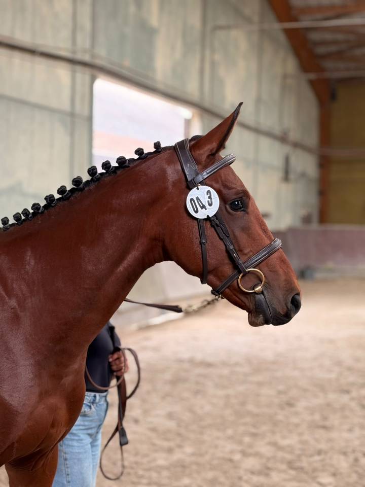 Entier 2 ans Selle Fran&ccedil;ais 