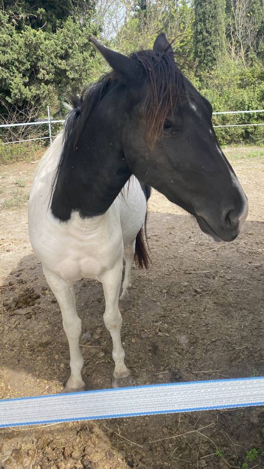 Paint horse oc 2022