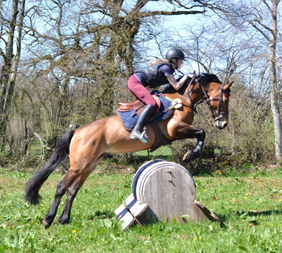 Poney polyvalent 5 ans cce, cso