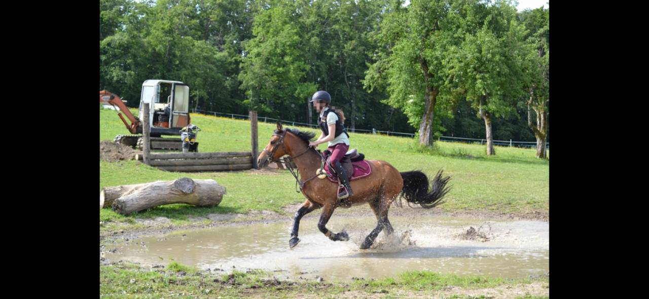 Poney polyvalent 5 ans cce, cso