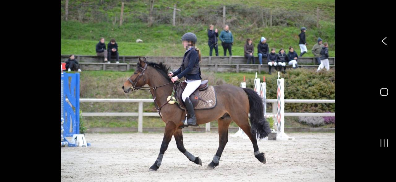 Poney polyvalent 5 ans cce, cso