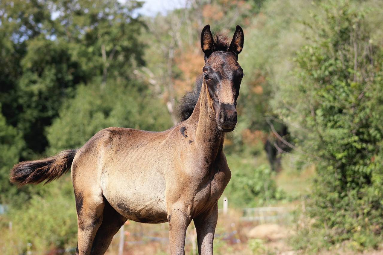⚜️ Flash by Queen ⚜️  FURST TOTO x ABDULLAH