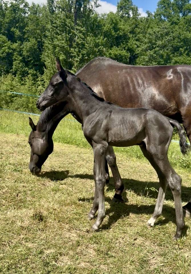⚜️ Flash by Queen ⚜️  FURST TOTO x ABDULLAH