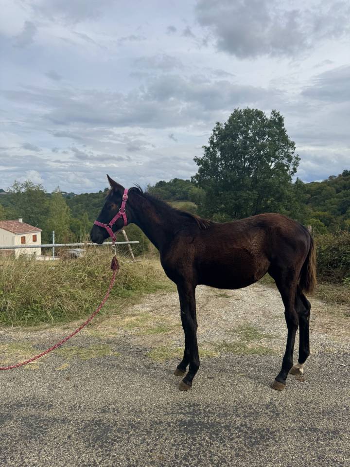 ⚜️ Flash by Queen ⚜️  FURST TOTO x ABDULLAH