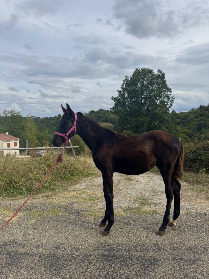 ⚜️ Flash by Queen ⚜️  FURST TOTO x ABDULLAH