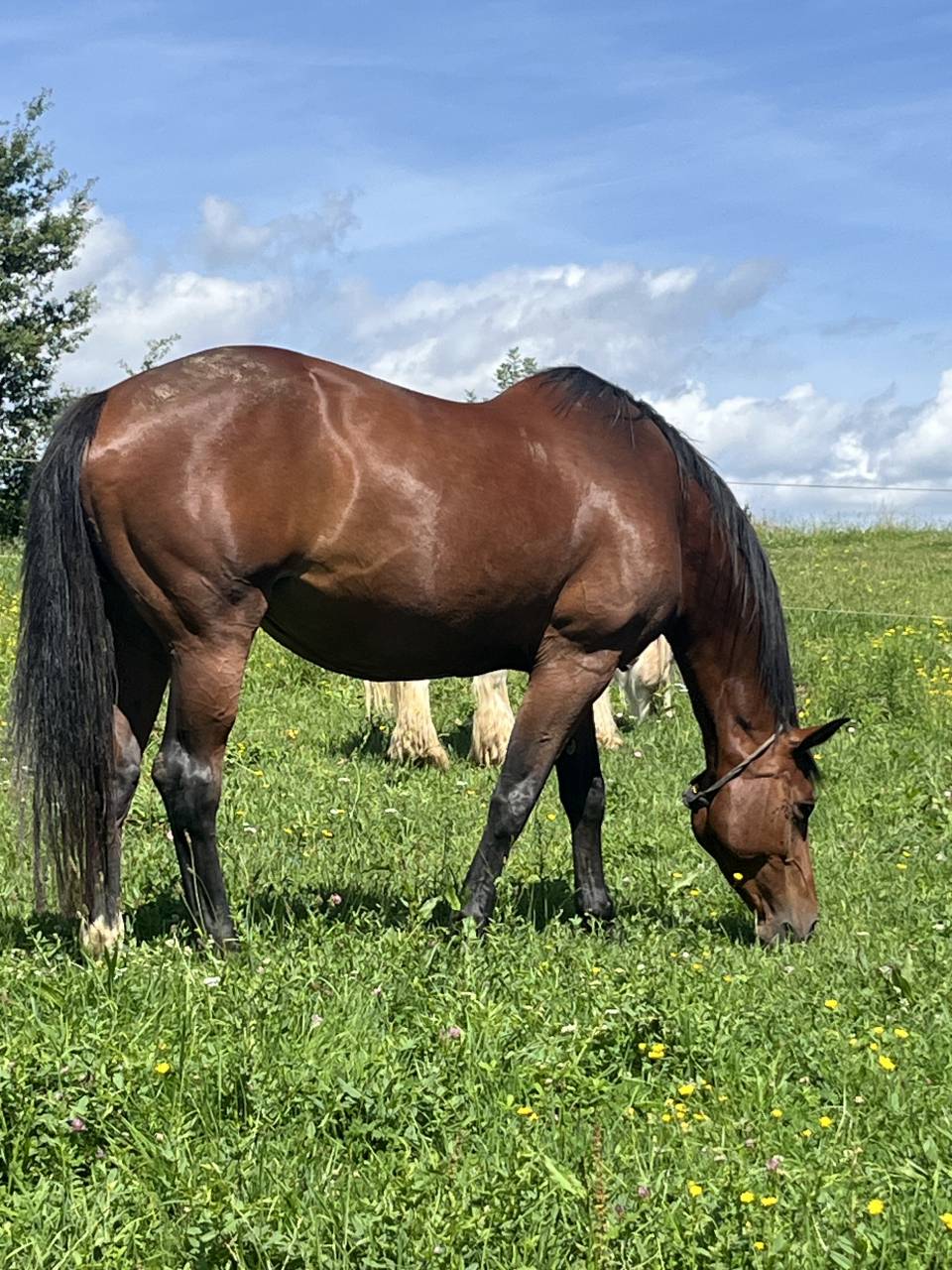 A vendre poulini&egrave;re par Diarado