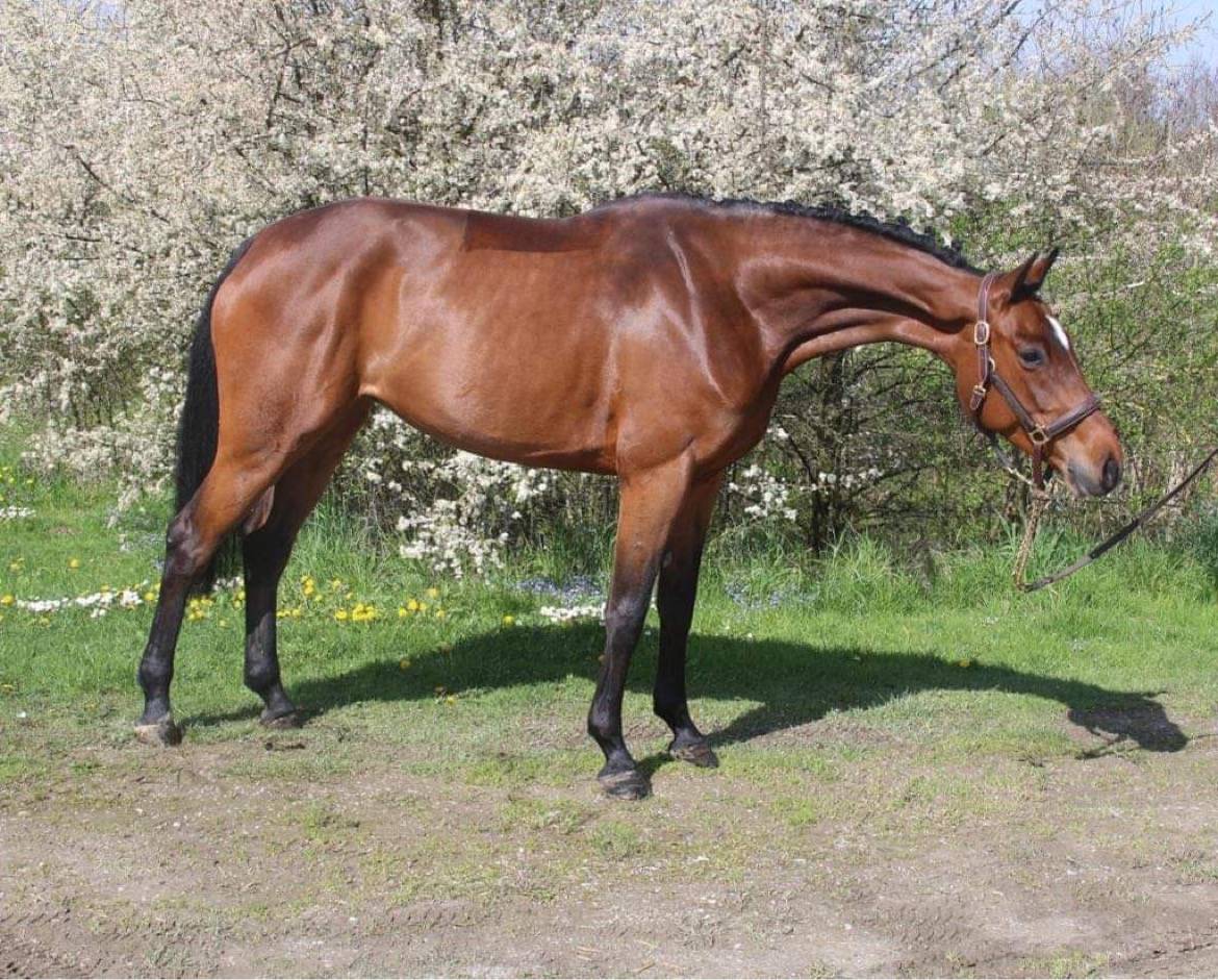 A vendre poulini&egrave;re par Casall